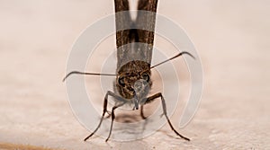 Super close up on a brown butterfly. Macro photography