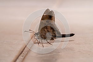 Super close up on a brown butterfly. Macro photography