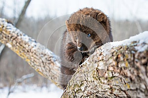 Super close-up of fisher