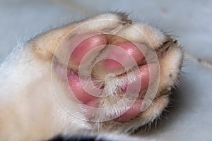 Super close up macro shot of a cat`s bottom foot
