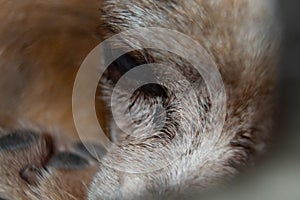 Super close up macro shot of a dog`s eye