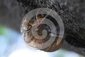 Super close-up macro shot of empty cicada shell