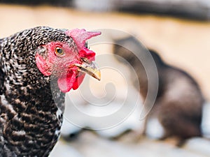 Super close-up portrait of chicken on home farm. Livestock, housekeeping organic agriculture concept. Hen with red