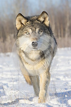 Super close-up of timber wolf