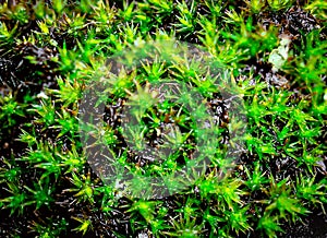 Super close up vibrant green moss