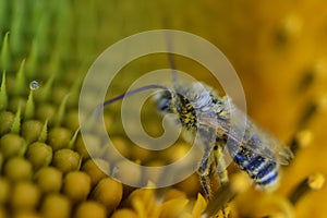 Super crisp and vivid bumblebee pollinates Orange flower bright vivid gorgeous micro photography