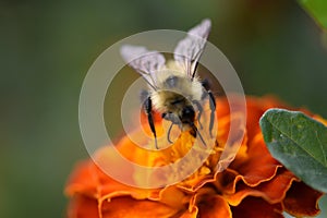 Super crisp and vivid bumblebee pollinates Orange flower bright vivid gorgeous