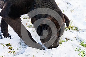super cute beautiful puppy dig in the snow