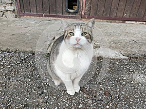 Super cute black and white tabby cat looking at camera with cat flap in background