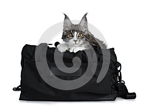 Super cute blue tabby with white Maine Coon cat kitten sitting in black sport bag decorated with black cross pattern with front pa