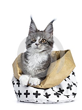 Super cute blue tabby with white Maine Coon cat kitten sitting in paper bag decorated with black cross pattern with front paws on