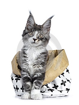 Super cute blue tabby with white Maine Coon cat kitten sitting in paper bag decorated with black cross pattern with front paws out