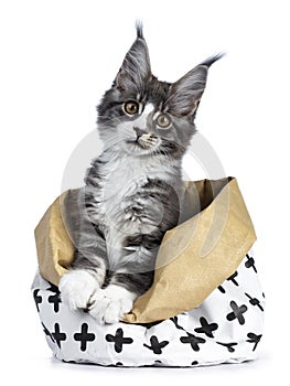 Super cute blue tabby with white Maine Coon cat kitten sitting in paper bag decorated with black cross pattern with front paws out