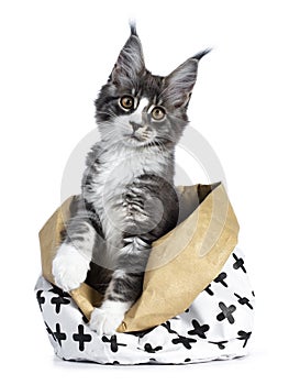 Super cute blue tabby with white Maine Coon cat kitten sitting in paper bag decorated with black cross pattern with front paws out
