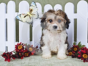 Super Cute Cavachon Puppy