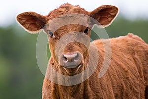 Super cute curious calf