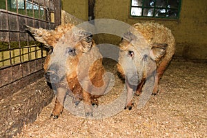 Cute Mangalica pigs