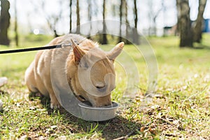 Super cute dog drinks water out of His outdoors bowl. Happy Llttle doggy having fun in the park. Sunny Day Outdoors