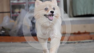 Super Cute Fluffy Pedigree Pomeranian Dog Runs outdoor on my home. Happy Little Doggy Having Fun on the Backyard. pet having fun