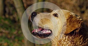 Super cute golden retriever enjoying sun after swimming in a lake.