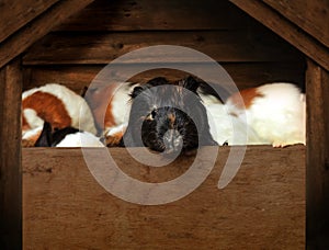 Super cute guinea pig aka domestic cavy inside a lovely wood pet house with their head outside