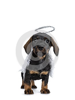 Super cute Mini Dachshund wirehaired , Isolated on white background