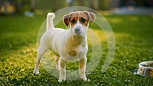 Super Cute Pedigree Smooth Fox Terrier Dog Stands Aware on the Lawn. Happy Little Puppy Having Fun