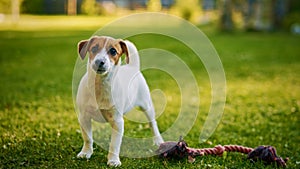 Super Cute Pedigree Smooth Fox Terrier Dog Stands Aware on the Lawn. Happy Little Puppy Having Fun