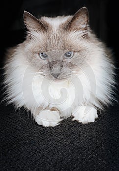 Super cute ragdoll cat posing as a little ball of fur with beautiful catchy eyes and curious look