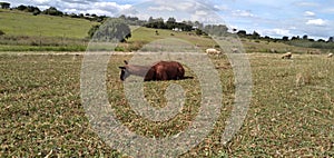 A super cute scenic photograph of a brown Llama with a black face lying down on a clover field