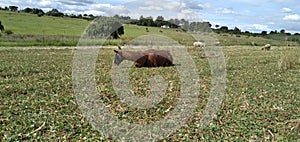 A super cute scenic photograph of a brown Llama with a black face lying down on a clover field