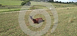 A super cute scenic photograph of a brown Llama with a black face lying down on a clover field