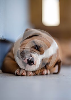 Super cute Staffordshire Bull Terrier puppy red and white sleeping