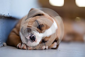 Super cute Staffordshire Bull Terrier puppy sleeping