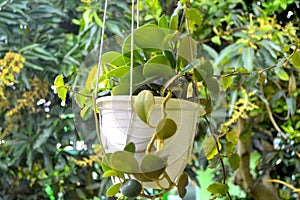 Super cute and sweet vine hoya plant in the hanging pot