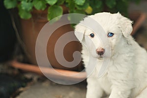 Super cute white puppy dog with stunning blue eye
