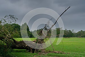 Super cyclone Amphan uprooted tree which fell on ground in Maidan area, Kolkata