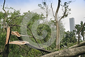 Super cyclone Amphan, West Bengal, India