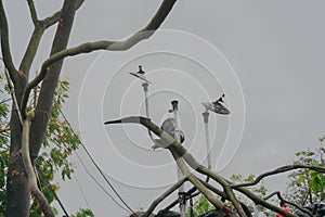 Super cyclone Amphan, West Bengal, India