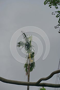 Super cyclone Amphan, West Bengal, India