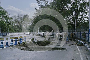 Super cyclone Amphan, West Bengal, India