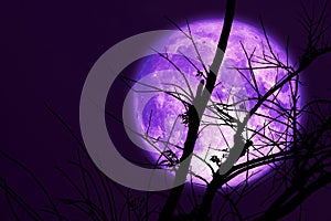 super dark harvest purple moon on night sky back dry branch tree
