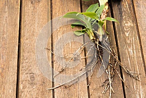 Super dwarf cavendish banana plant roots and suckers on a wooden background