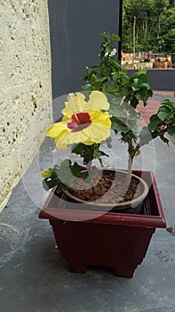 It is a super flower with pot
