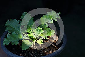 Super Food, Kale Curl Leaf Kale Leaf Cabbage in garden, The Queen of green