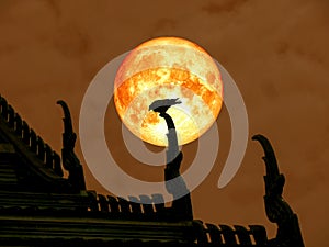 super full blood moon back of silhouette bird on temple roof