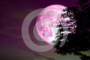 super full pink moon back on silhouette tree in dark pink colorful sky