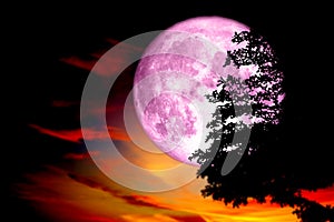 super full pink moon back silhouette tree in dark red colorful s