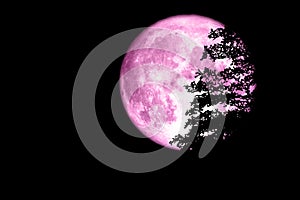 Super full pink moon back on silhouette tree in dark sky