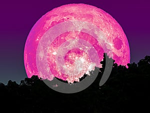 super full pink moon and silhouette tree in forest star on sky